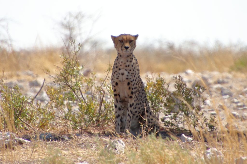 Mehr über den Artikel erfahren Namibia 2023 Tag 19: Etosha