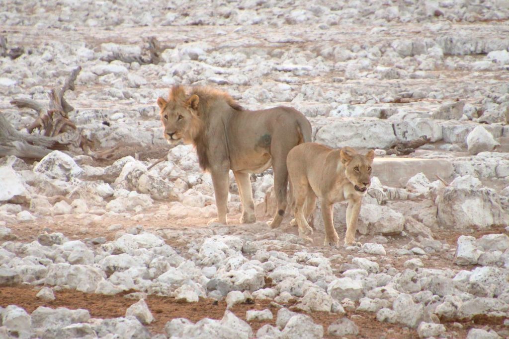 Mehr über den Artikel erfahren Namibia 2023 Tag 20: Etosha