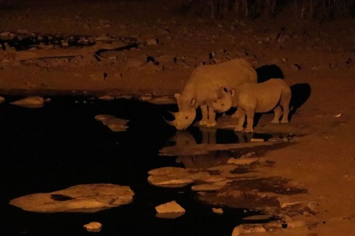 Mehr über den Artikel erfahren Namibia 2023 Tag 18: Etosha