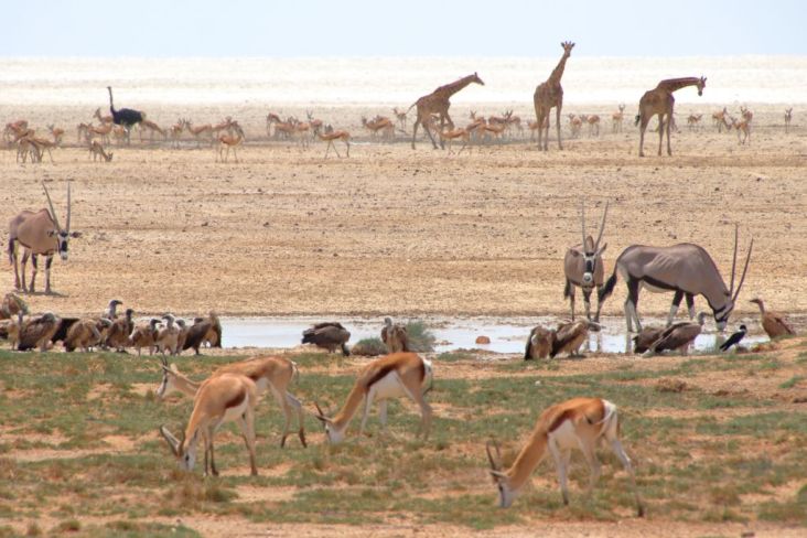 Mehr über den Artikel erfahren Namibia 2023 Tag 17: Etosha