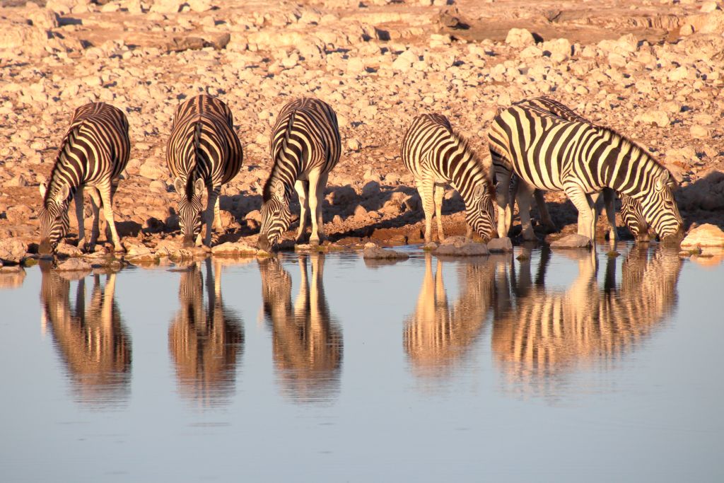 Mehr über den Artikel erfahren Namibia 2023 Tag 21: Etosha