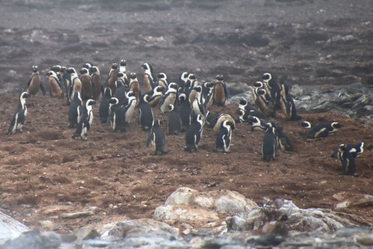 Mehr über den Artikel erfahren Namibia 2023 Tag 7: Lüderitz