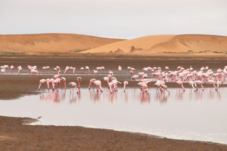 Mehr über den Artikel erfahren Namibia 2023 Tag 12: Walvis Bay