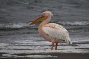 Mehr über den Artikel erfahren Namibia 2023 Tag 11: Walvis Bay