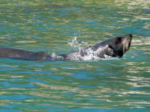 Schwimmender Seebär im Abel Tasman Nationalpark