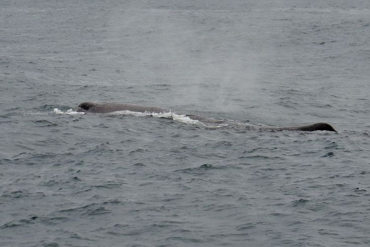 Mehr über den Artikel erfahren Neuseeland 2015 Tag 1: Kaikoura