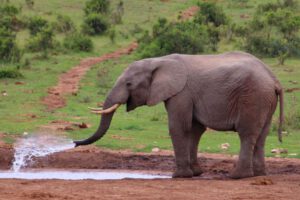 Mehr über den Artikel erfahren Südafrika 2019 Tag 13: Addo Elephant