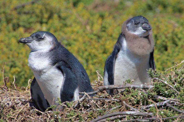 Mehr über den Artikel erfahren Südafrika 2019 Tag 20: Betty’s Bay