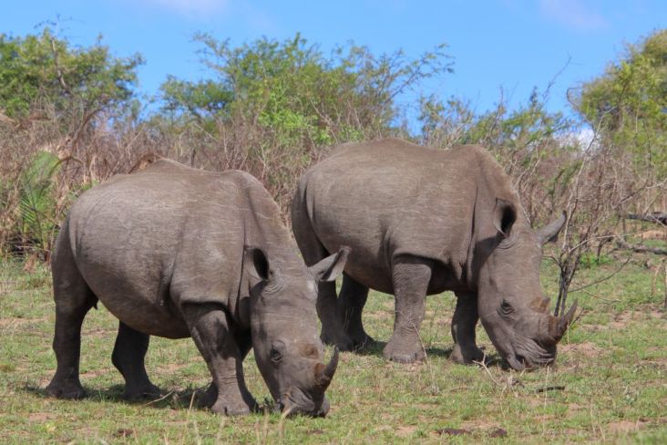 Mehr über den Artikel erfahren Südafrika 2019 Tag 6: Hluhluwe-iMfolozi Park