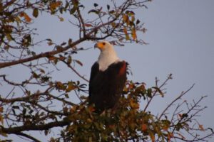 Schreiseeadler im Kruger National Park