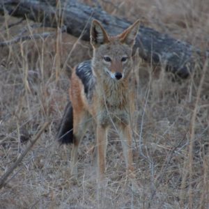 Schabrackenschakal im Kruger National Park