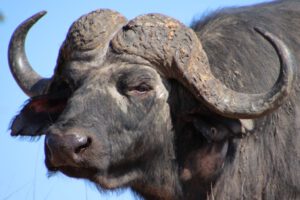 Büffel im Kruger National Park