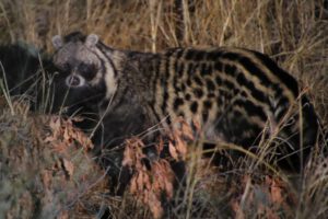 Zibetkatze im Kruger National Park