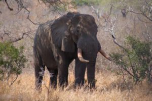 Mehr über den Artikel erfahren Südafrika 2019 Tag 3: Kruger