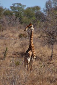 Giraffe im Kruger National Park