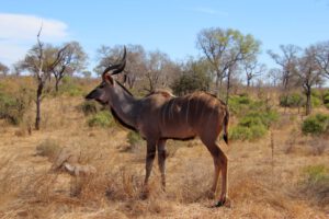 Kudu im Kruger National Park