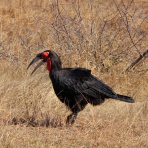 Südlicher Hornrabe im Kruger National Park