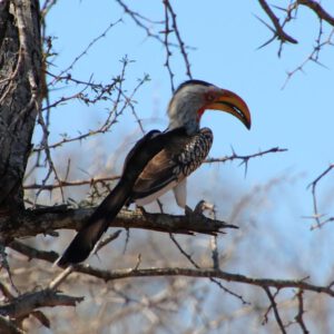 Südlicher Gelbschnabeltoko im Kruger National Park