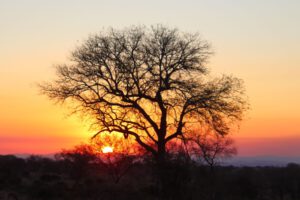 Sonnenuntergang im Kruger National Park