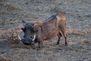 Warzenschwein im Kruger National Park