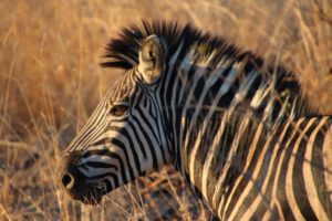 Zebra im Kruger National Park