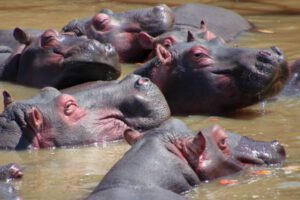 Mehr über den Artikel erfahren Südafrika 2019 Tag 7: Lake St. Lucia und iSimangaliso Wetland Park